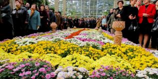 Cea mai mare colectie de crizanteme din Romania, la Iasi: mii de flori, din 250 de soiuri, la Gradina Botanica