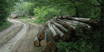 Metoda perversa de furat lemn la Vatra Dornei. Cinci silvicultorilor au defrisat padurea simuland dezastre naturale