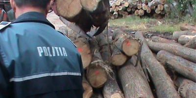 Schweighofer a inregistrat o scadere a livrarilor si a numarului de furnizori dupa implementarea sistemului de monitorizare a lemnului