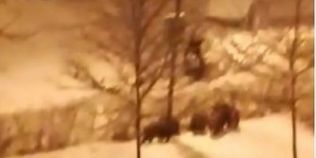 VIDEO Mistretii, din nou la plimbare pe strazile Brasovului